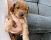 Labradoodle