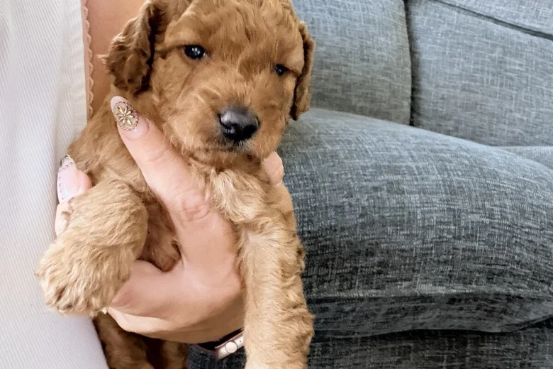 Labradoodle