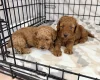 Labradoodle