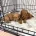 Labradoodle