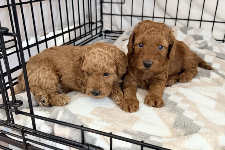 Labradoodle