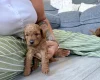 Labradoodle
