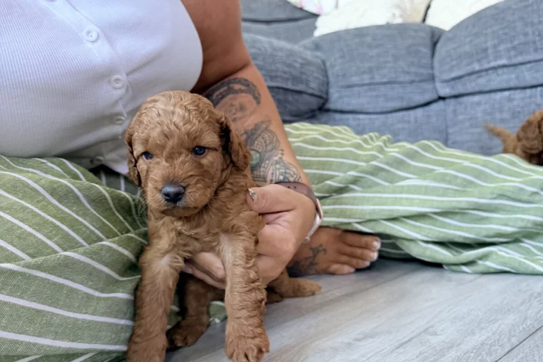 Labradoodle