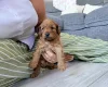 Labradoodle