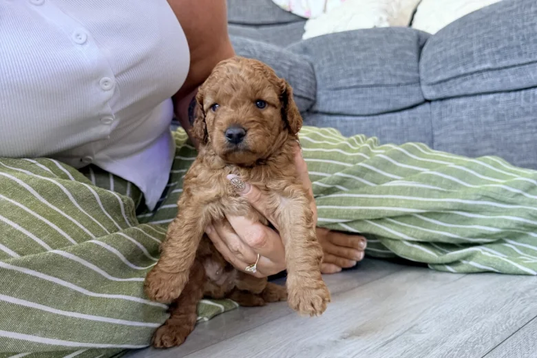 Labradoodle