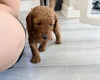 Labradoodle