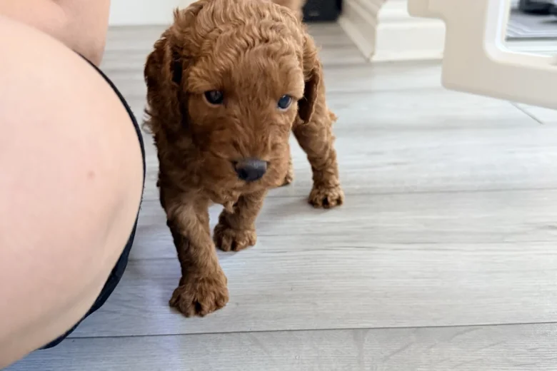 Labradoodle