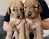 Labradoodle