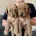 Labradoodle