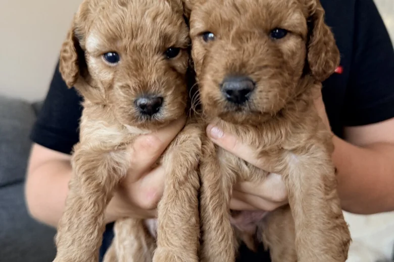 Labradoodle