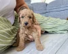 Labradoodle
