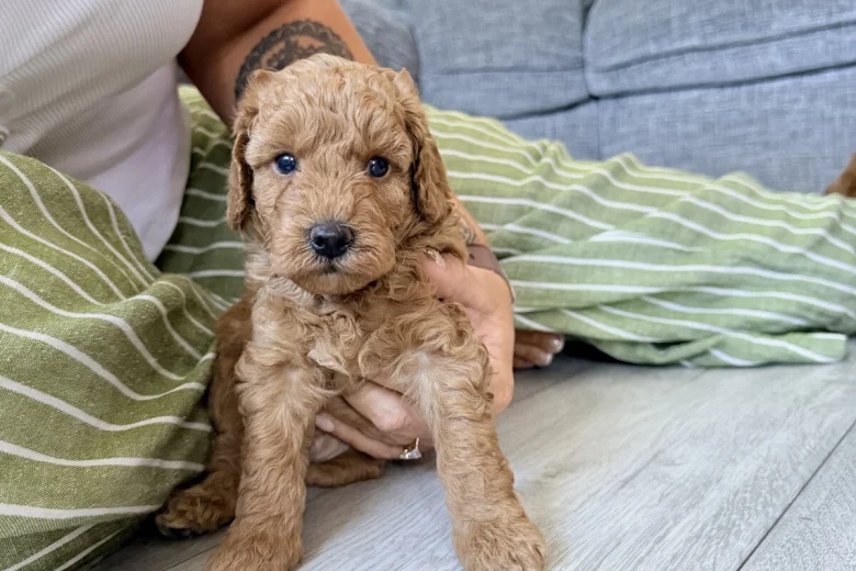 Labradoodle