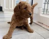 Labradoodle