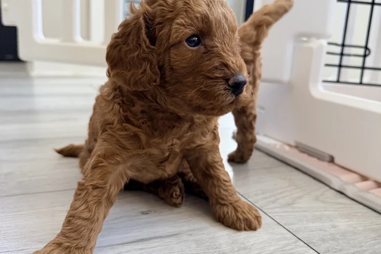 Labradoodle