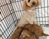Labradoodle