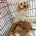 Labradoodle