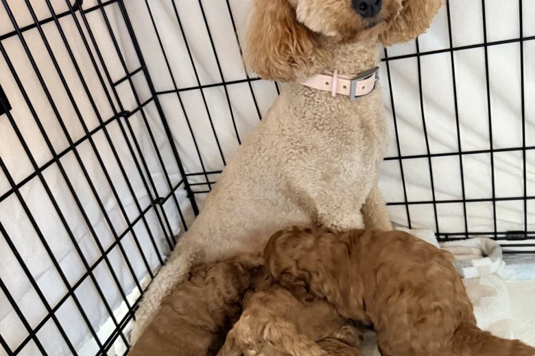 Labradoodle