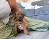 Labradoodle