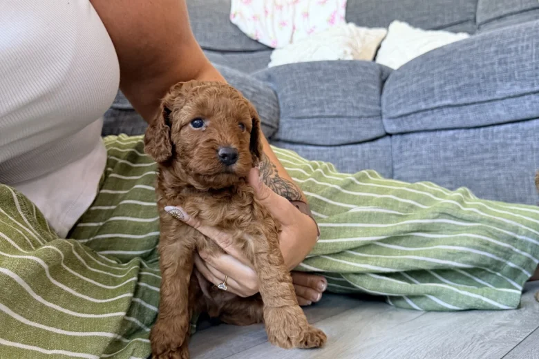 Labradoodle