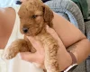 Labradoodle