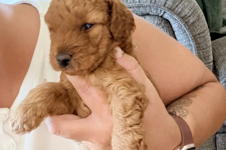 Labradoodle