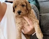 Labradoodle