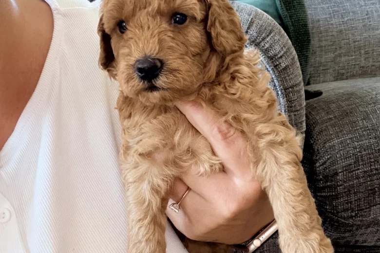 Labradoodle