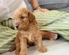 Labradoodle