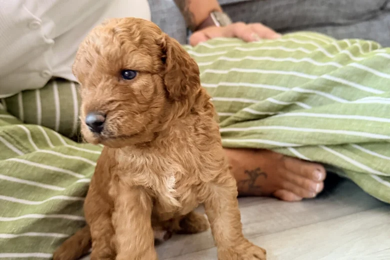 Labradoodle