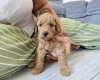 Labradoodle