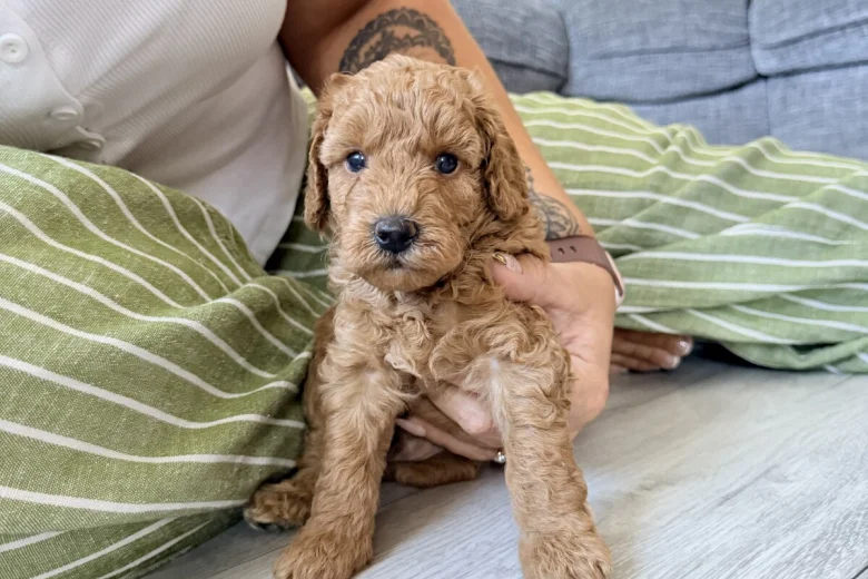 Labradoodle