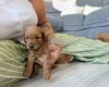 Labradoodle