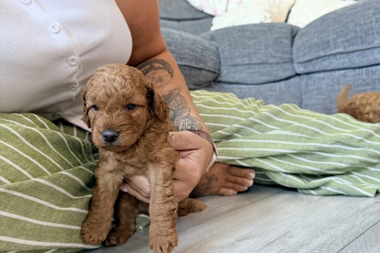 Labradoodle