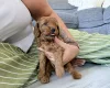 Labradoodle