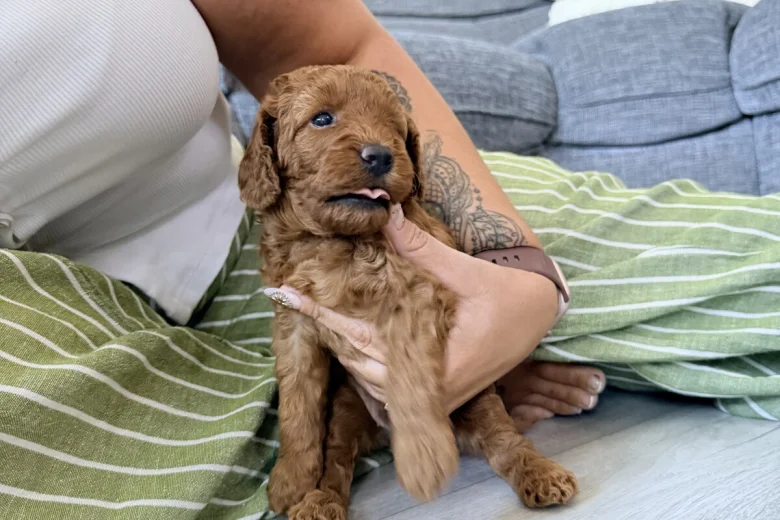 Labradoodle
