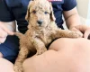 Labradoodle