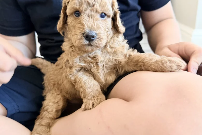 Labradoodle