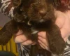 Mixed Breed