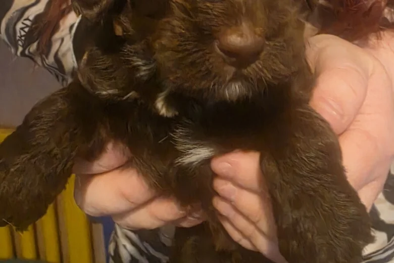 Mixed Breed