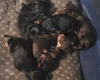 Mixed Breed