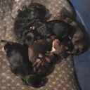 Mixed Breed