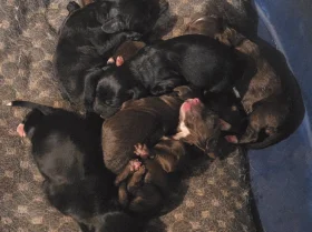 Mixed Breed