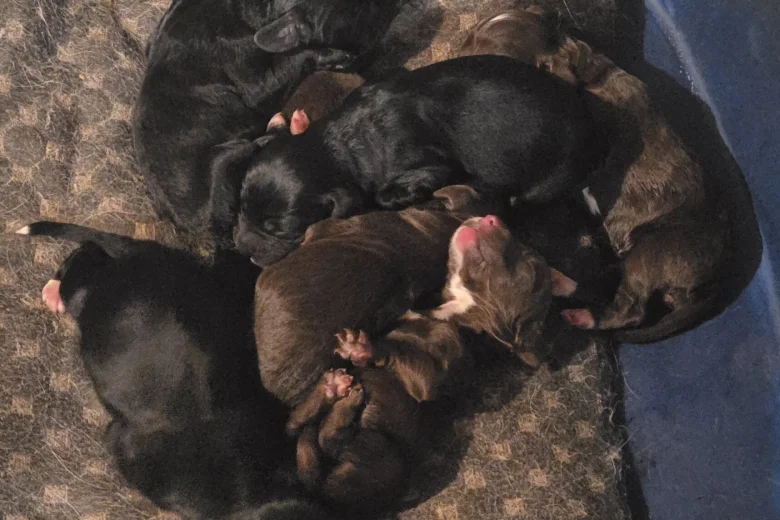 Mixed Breed