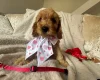 Cockapoo