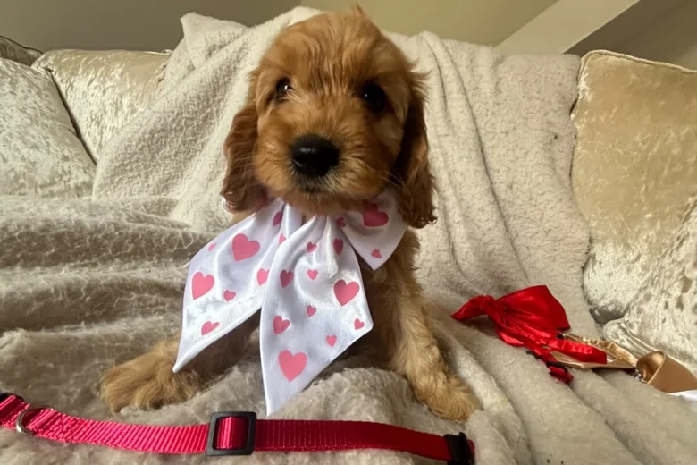 Cockapoo