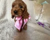 Cockapoo