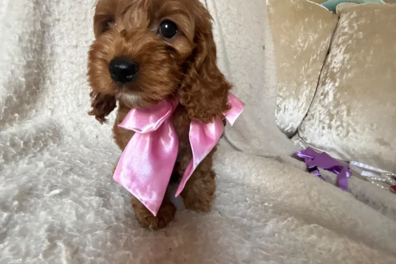 Cockapoo