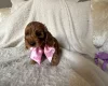 Cockapoo