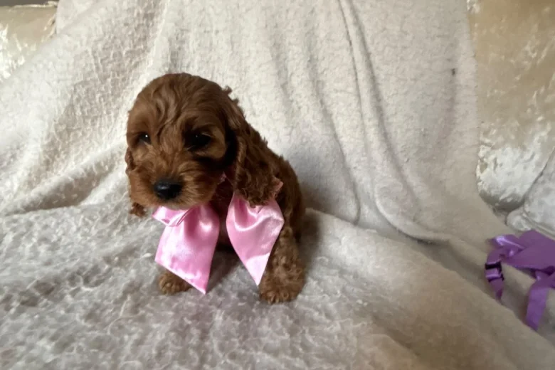 Cockapoo