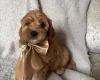 Cockapoo